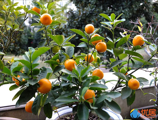 绿色植物 绿色植物