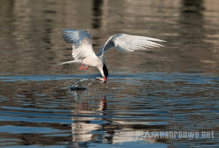 600mm f/5.6 1/2000s 1000 600mm f/5.6 1/2000s 1000