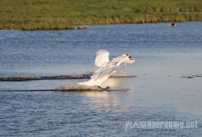 400mm f/5.6 1/2500s 800 400mm f/5.6 1/2500s 800