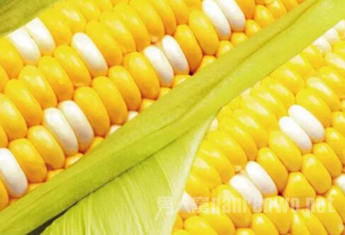 玉米当主食 玉米当主食
