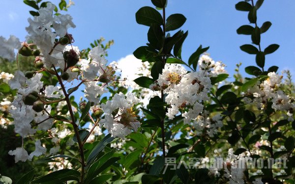 Moto Z Play实拍样张 Moto Z Play实拍样张