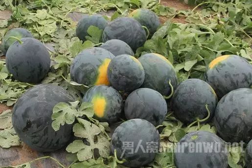Densuke黑皮西瓜 Densuke黑皮西瓜