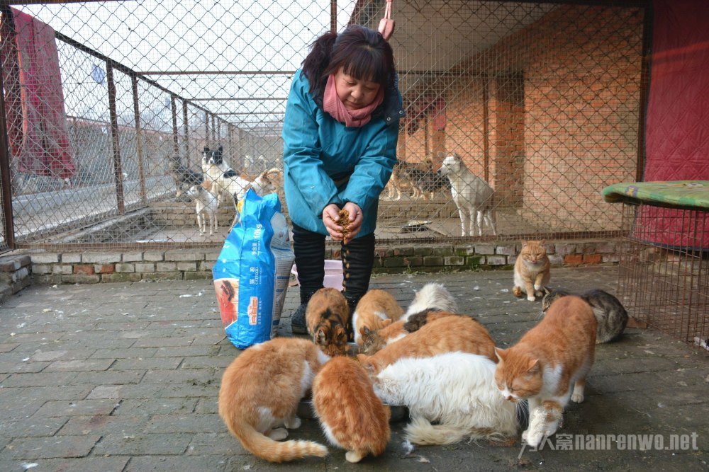 女子16年收养6000多只漂泊猫狗 狗狗流下了感动的泪:漂泊猫收养