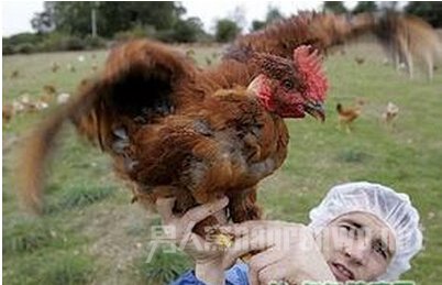 H7N9е׸жЩ