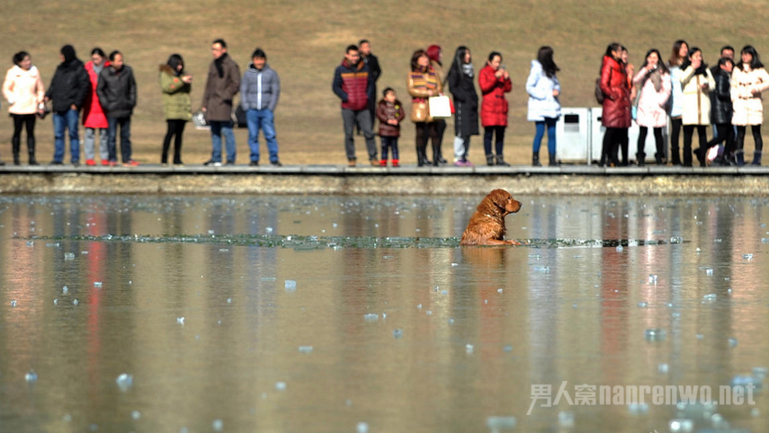 金毛犬掉入湖面冰窟 男子破冰30米救援