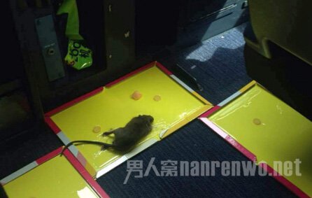 老鼠被抓