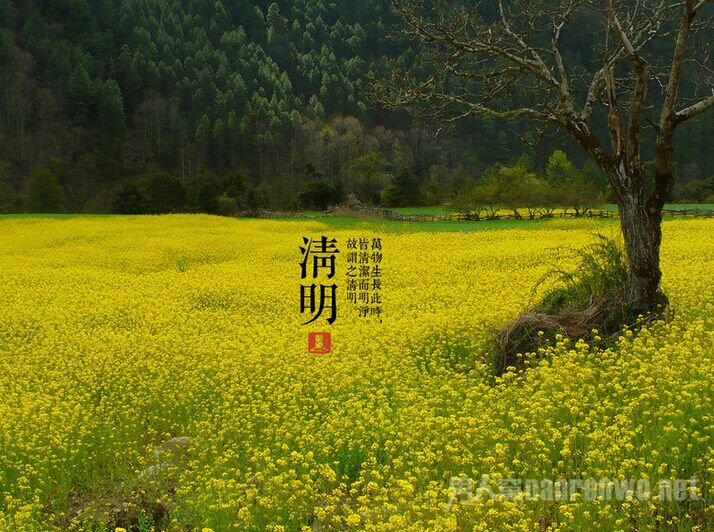 清明的作文