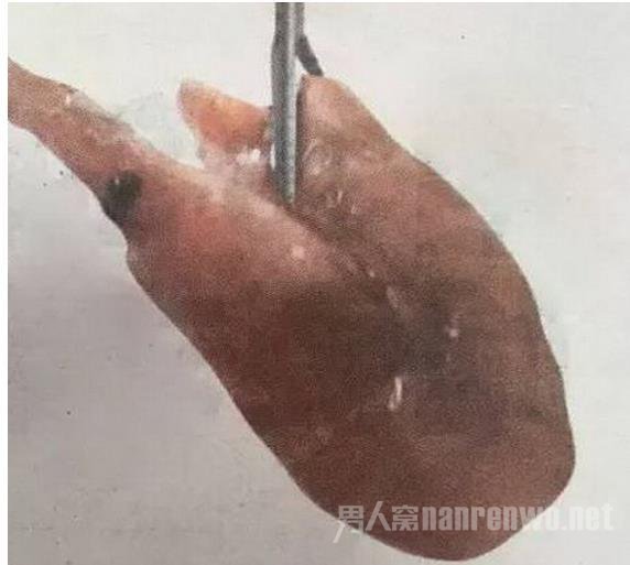 完整无缺有倒刺的虾