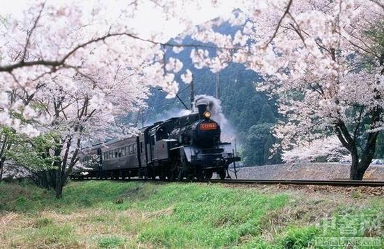 SAKURA(ӣ)רг