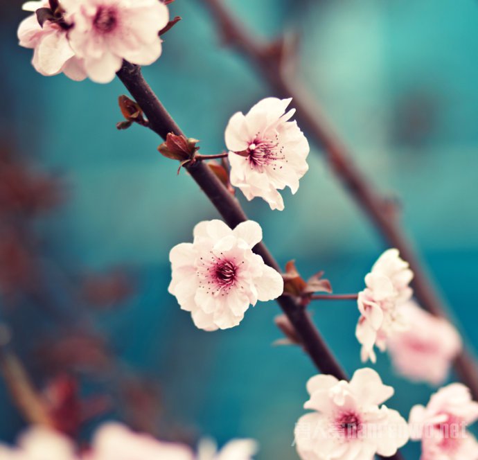 ڼȫ