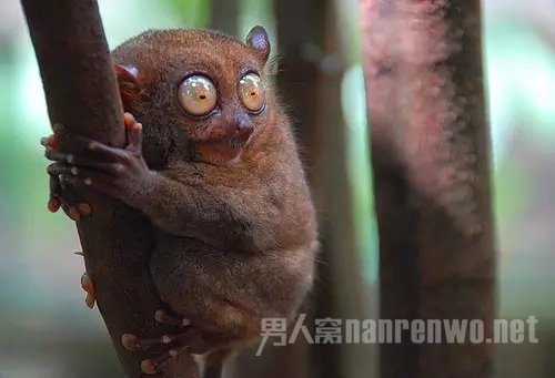 小眼镜猴