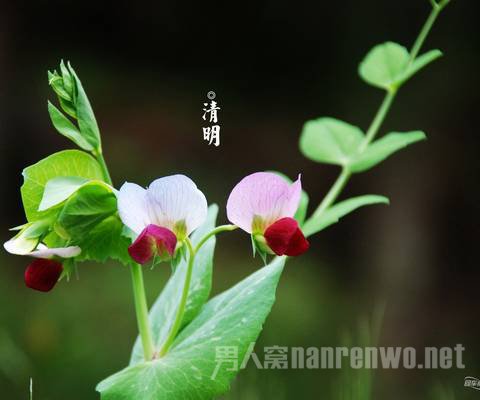 清明节的习俗