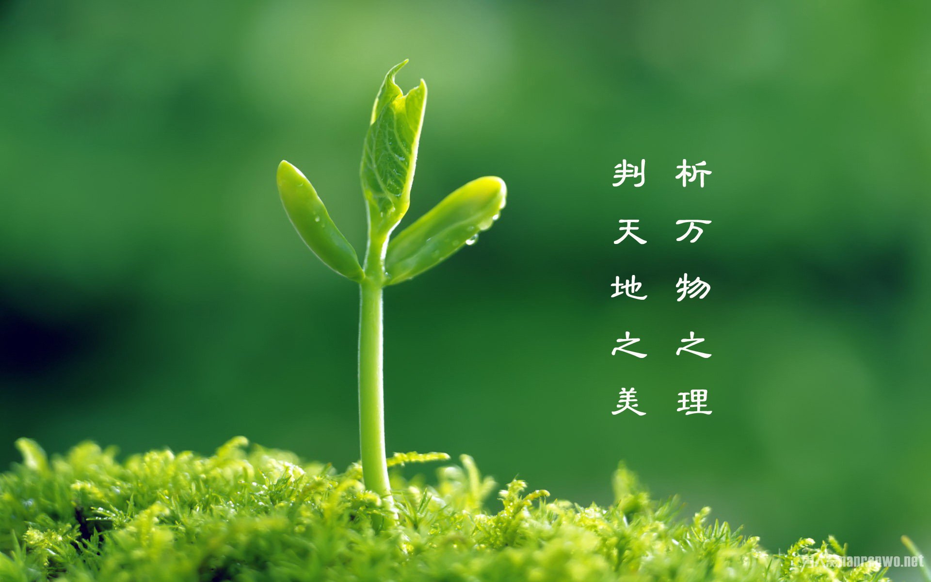植树