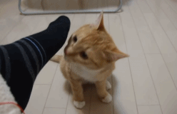 ��ζ����ˬ������ԭ�����䷽����ԭ����ζ��