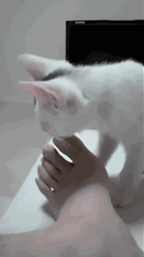 �����ղŷ�����ʲô�£����ǲ��Ƿ���һ���綾��