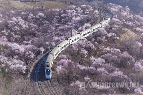 花海