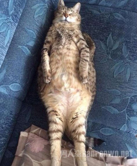 　　岛国猫奴偷拍自家沙发上的一根猫条……谁教你这么睡的，一点都不优雅，快给我起来重睡!