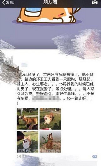 柯基被剥皮