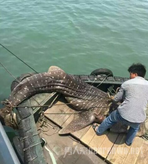广西现鲸鲨