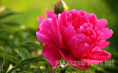 娇艳的花