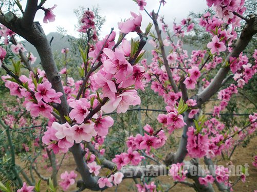 开满鲜花的树