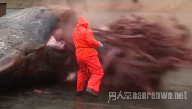 抹香鲸爆炸事件现场图