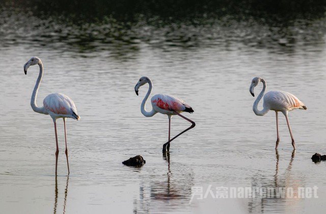 　　焦距:400mm　 光圈:f/7.1　 ISO感光度:400  　　曝光时间:1/800　 曝光补偿:0EV　 白平衡:自动 