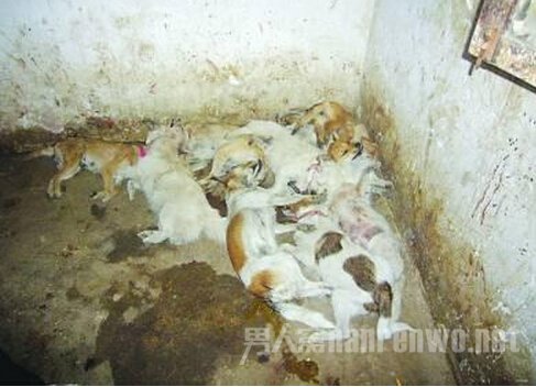 江苏破获有毒狗肉1万余斤