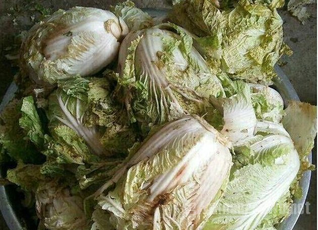 发霉变质莲花白