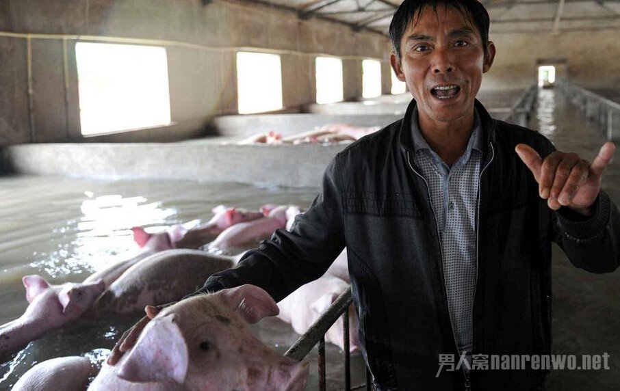 李祖明抚摸着水中的生猪，露出满脸的无奈