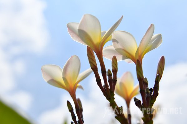 光圈:F7.1 快门:1/1000 sec ISO:100