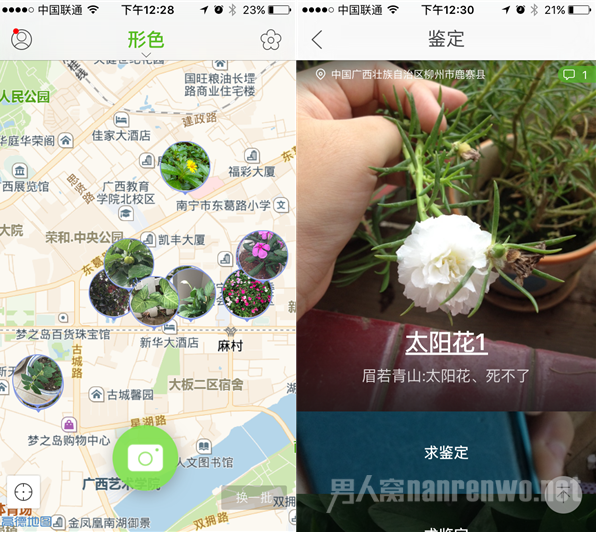 鉴定植物