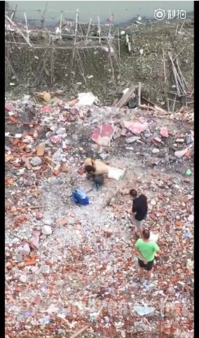 !2男子砖头拍死泰迪犬