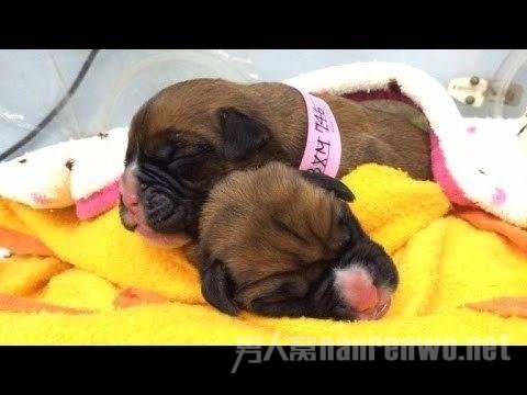 英国夫妇花68万克隆去世爱犬相同的狗宝宝
