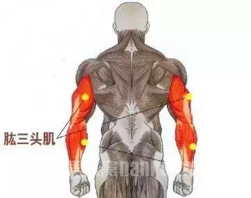 肱三头肌