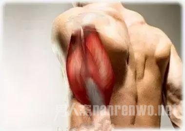 肱三头肌