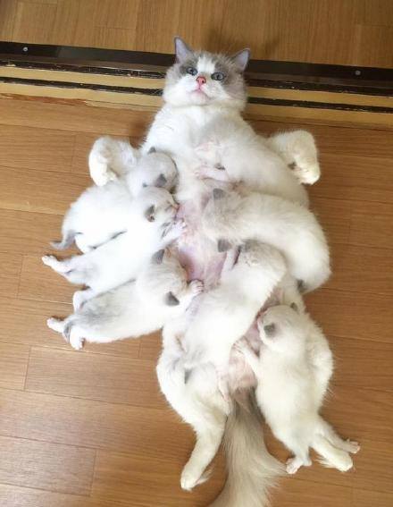 猫妈妈生16只猫仔