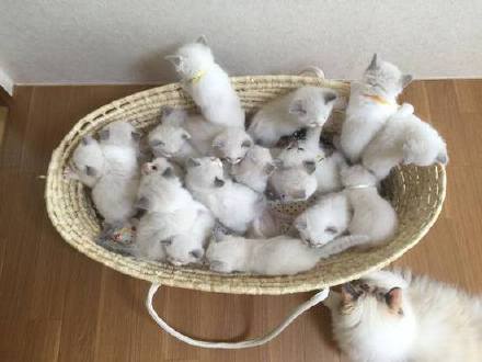 16只小猫咪