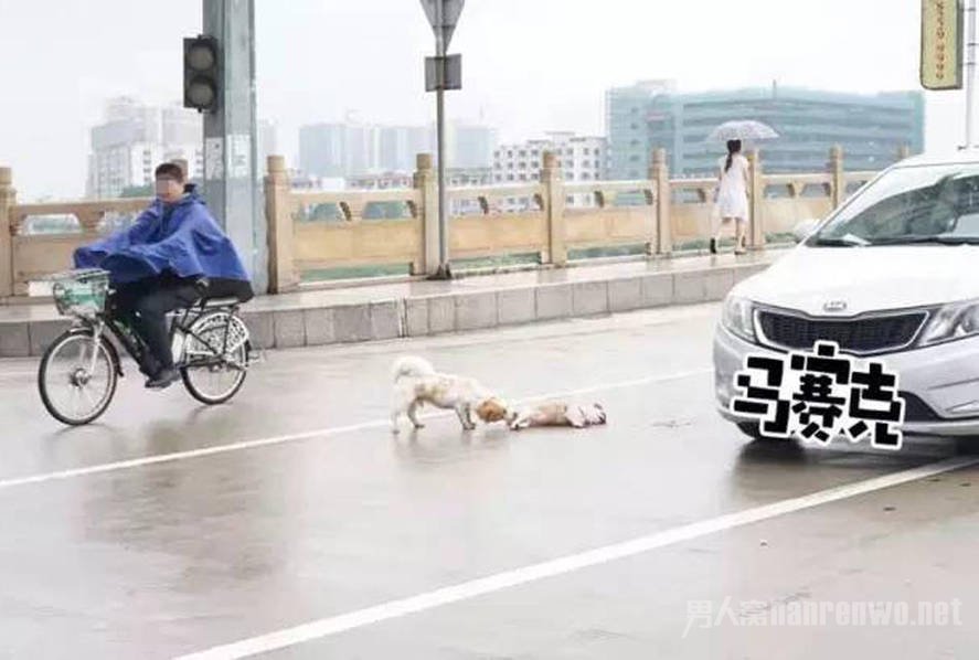 狗狗被撞死