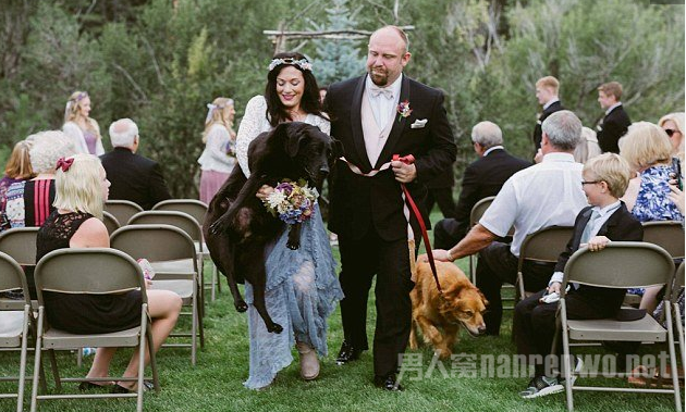 临终拉布拉多犬出席主人婚礼