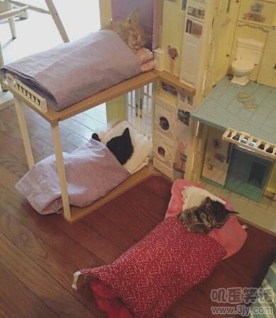 我只能说我活的不如猫咪