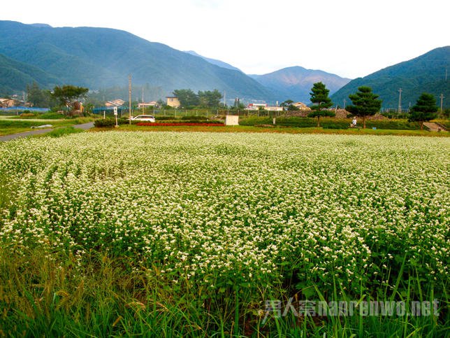 松本的荞麦花田
