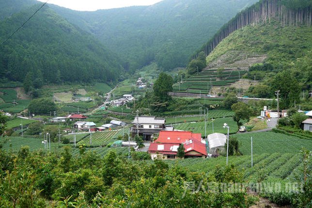 山葵种植田