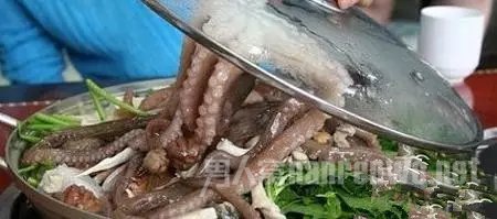 Octopus
