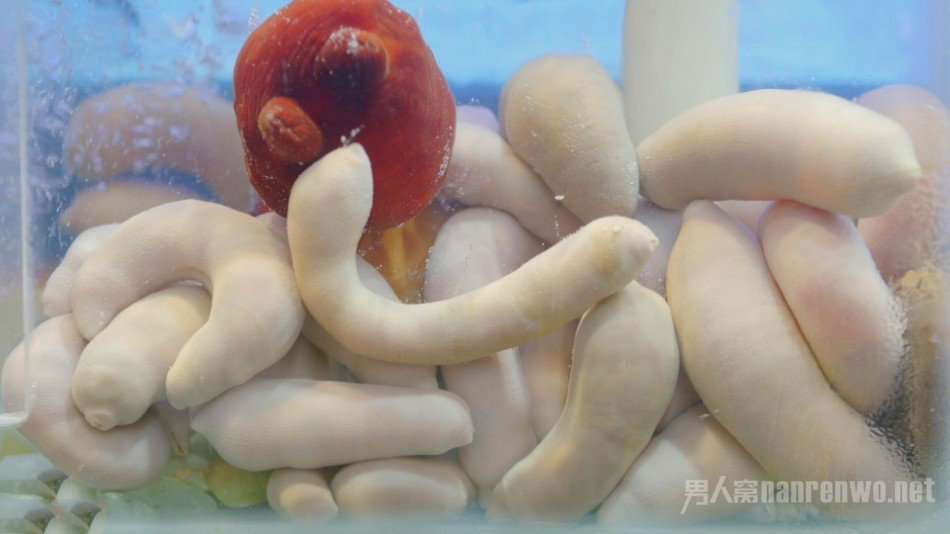 海肠