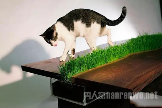 猫儿的乐园