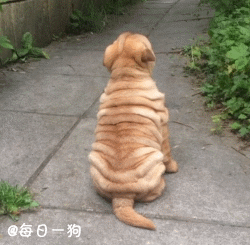 小肉褶子