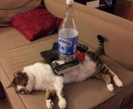猫咪的心塞