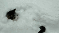 钻进雪堆