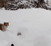 玩雪的喵星人